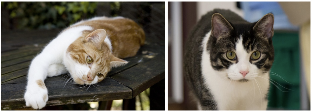 Cats