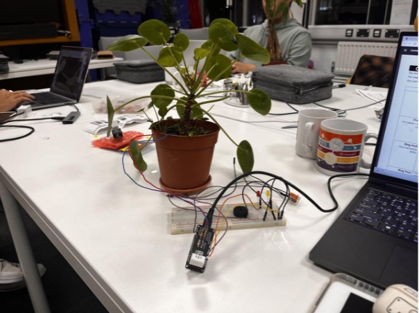 xiaoyas plant