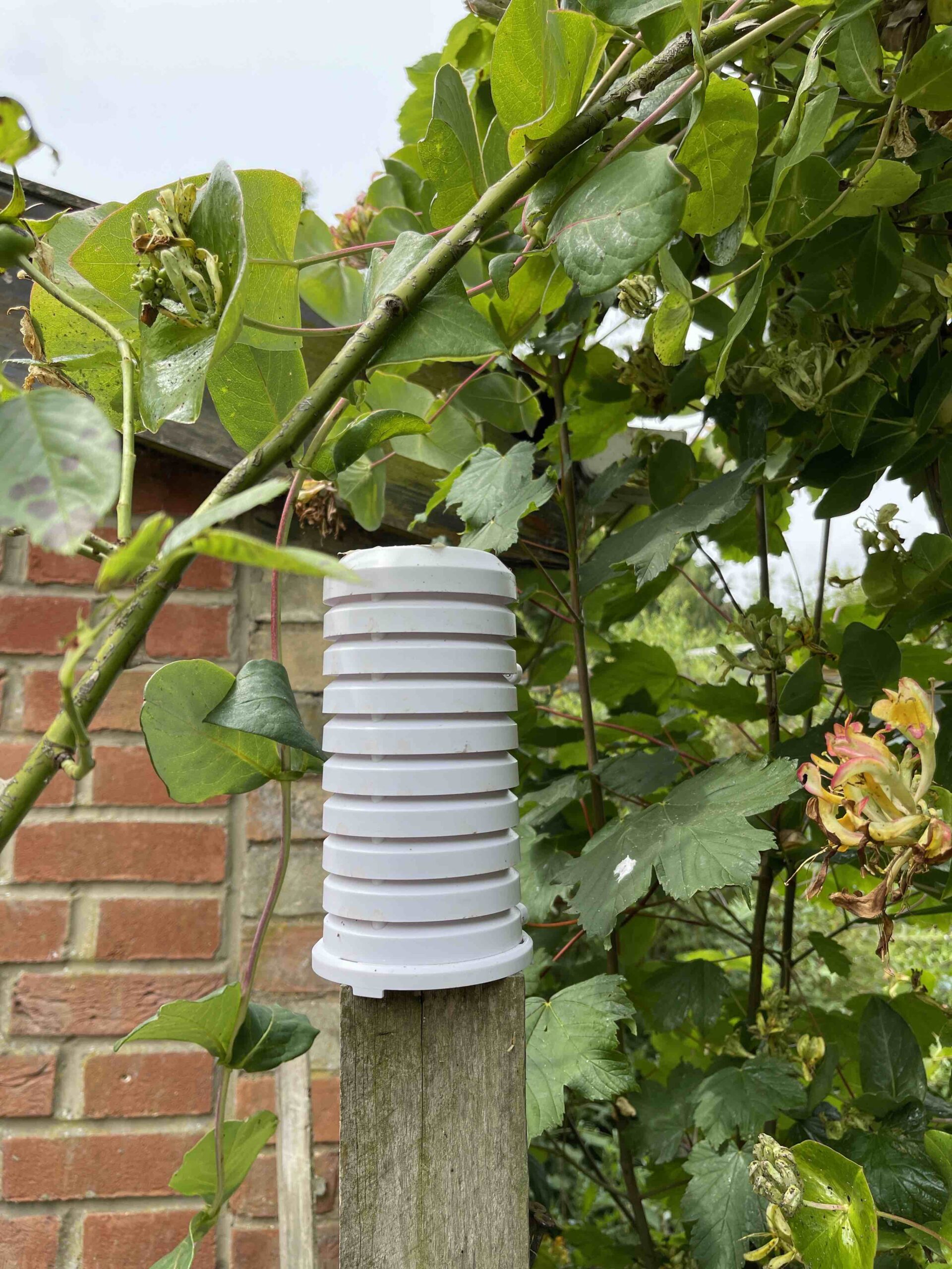 Urban Heat Island Measurement Using LoRaWAN-Networked Sensor Systems